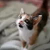Heather Connors - @crazzzykittenlady - TikTok