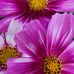 Heather Coons - Facebook