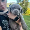Heather Ford cane corso puppie - @heather.ford.cane - TikTok
