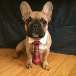 Heather Cosner - @six_fab_frenchies - Instagram
