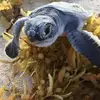 Heather Cota - @heather.cota11 - TikTok