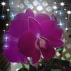 loveyuo - @heathercrichlow63 - TikTok
