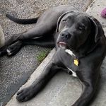 Heather Cutshall Henry - @canecorsopiper - Instagram