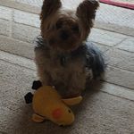 Heather Cyr - @rufflesandmax - Instagram