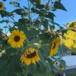 Heather Danielson - @harvest_moon_hd - Instagram