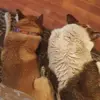 Heather Dayhoff - @heather.dayhoff - TikTok