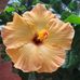 Heather Deforest - Facebook
