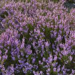 Heatherhill Knitting - @heatherhill_denmark - Instagram