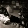 heatherdice06 - @alikatjacks - TikTok