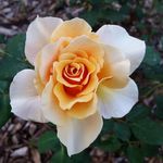 Heather Dickenson - @heather.dickenson.35 - Instagram