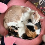 Heather Diedrich - @pussandboots78 - Instagram