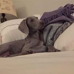 Heather Dodge - @npheather127 - Instagram
