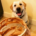 Heather Earnhardt - @gusthebusdog - Instagram