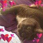 Heather Eversole - @hezcat63 - Instagram