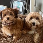 Heather Farwell - @bennyandbella.the_pups - Instagram