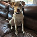 Heather Feeley - @lab_mom3 - Instagram