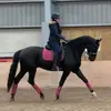 Heather Finlay - @heather_finlaydressage - TikTok