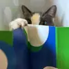 heatherfortelka42 - @heatherfortelka42 - TikTok
