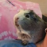 Heather Fraley - @zimbra101 - Instagram
