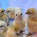 Fowl Feather Friends Farm - Facebook