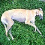 Heather Harsh - @greyhoundsleepstudy - Instagram