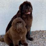 Heather Harter - @watchmyfurbaby - Instagram