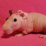 Heather Heffelfinger - @piggie_patch - Instagram