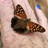 heatherhix42 - @heatherhix42 - TikTok
