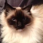 Heather Hodgson - @purrrfectcoffscats - Instagram