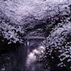heather_hong - @heather_hong - TikTok