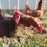 Heather Jarman - @hsjarman - Instagram