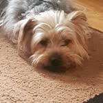 Heather Johnstone - @dogs.2006 - Instagram