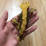 Heather Johnstone - @hevs_herps - Instagram