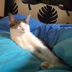 Heather Johnstone - @harley_the_wicked_one - Instagram