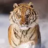 Roshni_Guha - @heather.kohan611 - TikTok