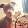 Rudolph the Red Nose Pitbull - @heatherkooser - TikTok