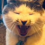Heather Krick - @krickcat - Instagram