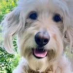 Heather Lake Puptography ~ Upstate NY Dog Photographer - @heatherlakepuptography - Instagram