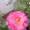 Heather Laughlin - @heather.laughlin1 - TikTok