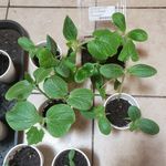 Heather Lavender - @heatherlavendermama77 - Instagram