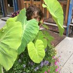 Heather Leitner - @heatherplants74 - Instagram