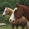 heatherleroy0 - @heatherleroy0 - TikTok