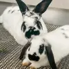 Heather Lindgren769 - @alpinerabbits - TikTok
