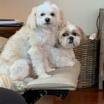 Heather R Luttrell - @eightlovinpups - Instagram
