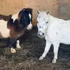 Heather - @heatherlydonmysticfarms - TikTok