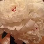 Heather MacFarlane Arruda - @macfarlanearruda - Instagram