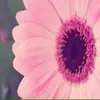heathermalanine_2083 - @heathermalanine_2083 - TikTok