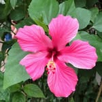 Heather Marin - @leafbelief - Instagram
