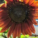 Heather Grubbs - @heather.mcneely.9 - Instagram