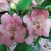Heather McShane - Facebook
